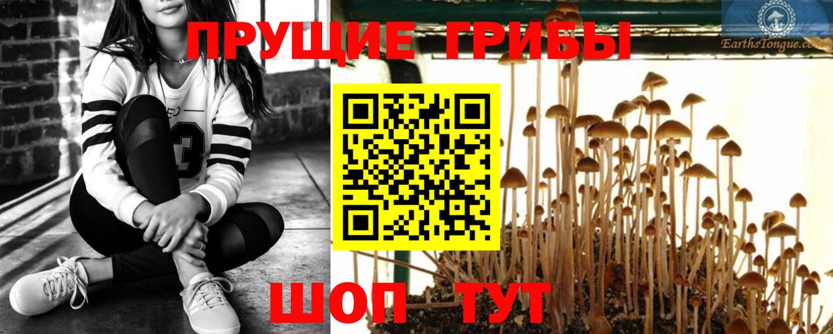Богданович  Псилоцибиновые грибы GOLDEN TEACHER  Вход с VPN 